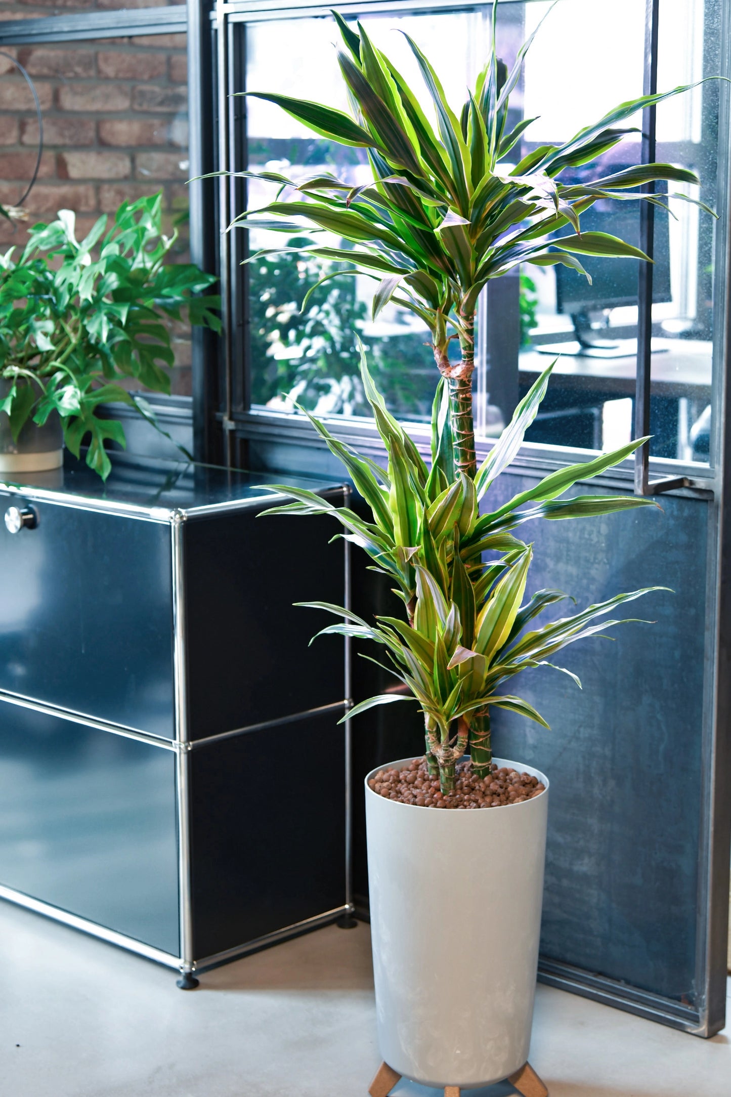 Hydro Kingsize Lemon Drachenbaum 110-120cm