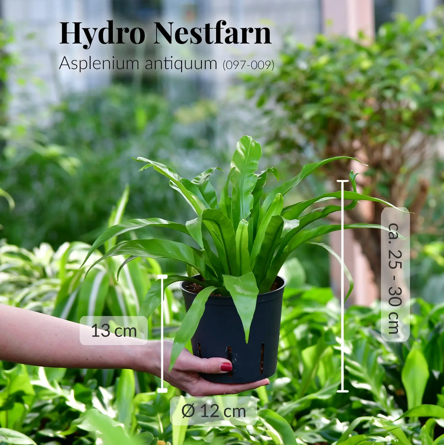 Nestfarn frisch und direkt vom Gärtner, katzenfreundlich