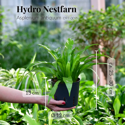 Nestfarn frisch und direkt vom Gärtner, katzenfreundlich