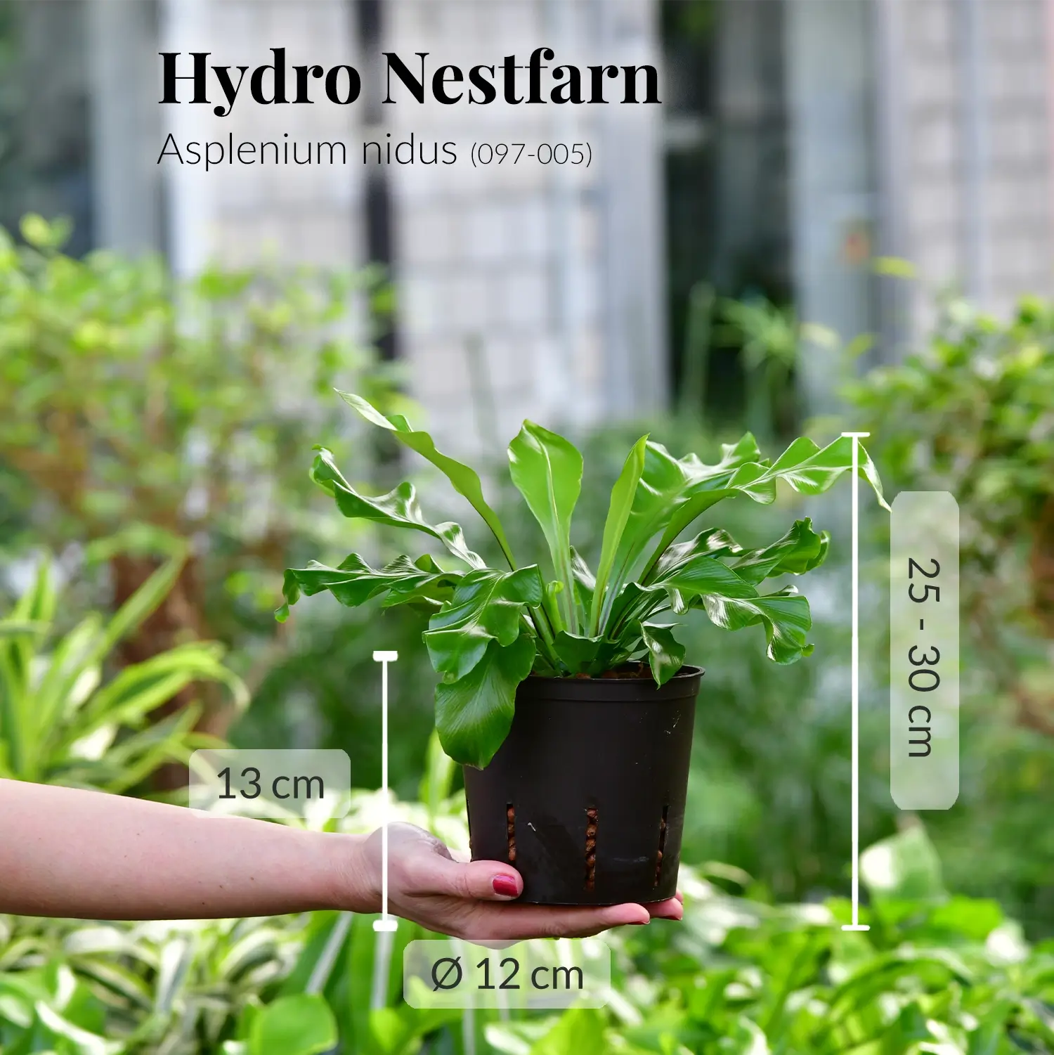 Nestfarn in Hydrokultur frisch beim Gärtner