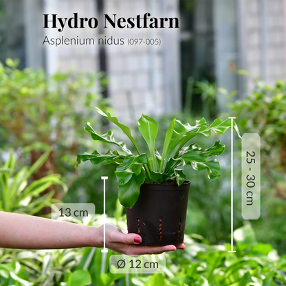 Nestfarn in Hydrokultur frisch beim Gärtner
