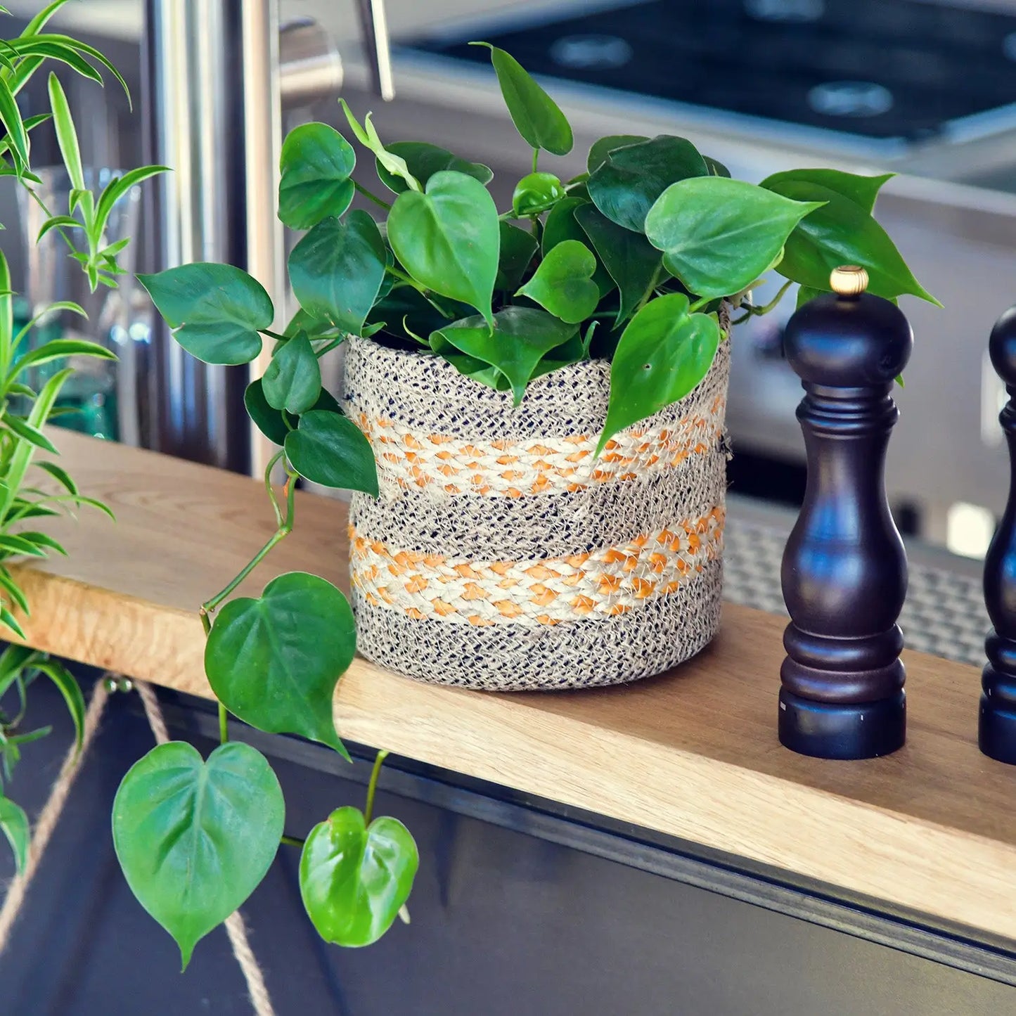 Hydro hängender Philodendron