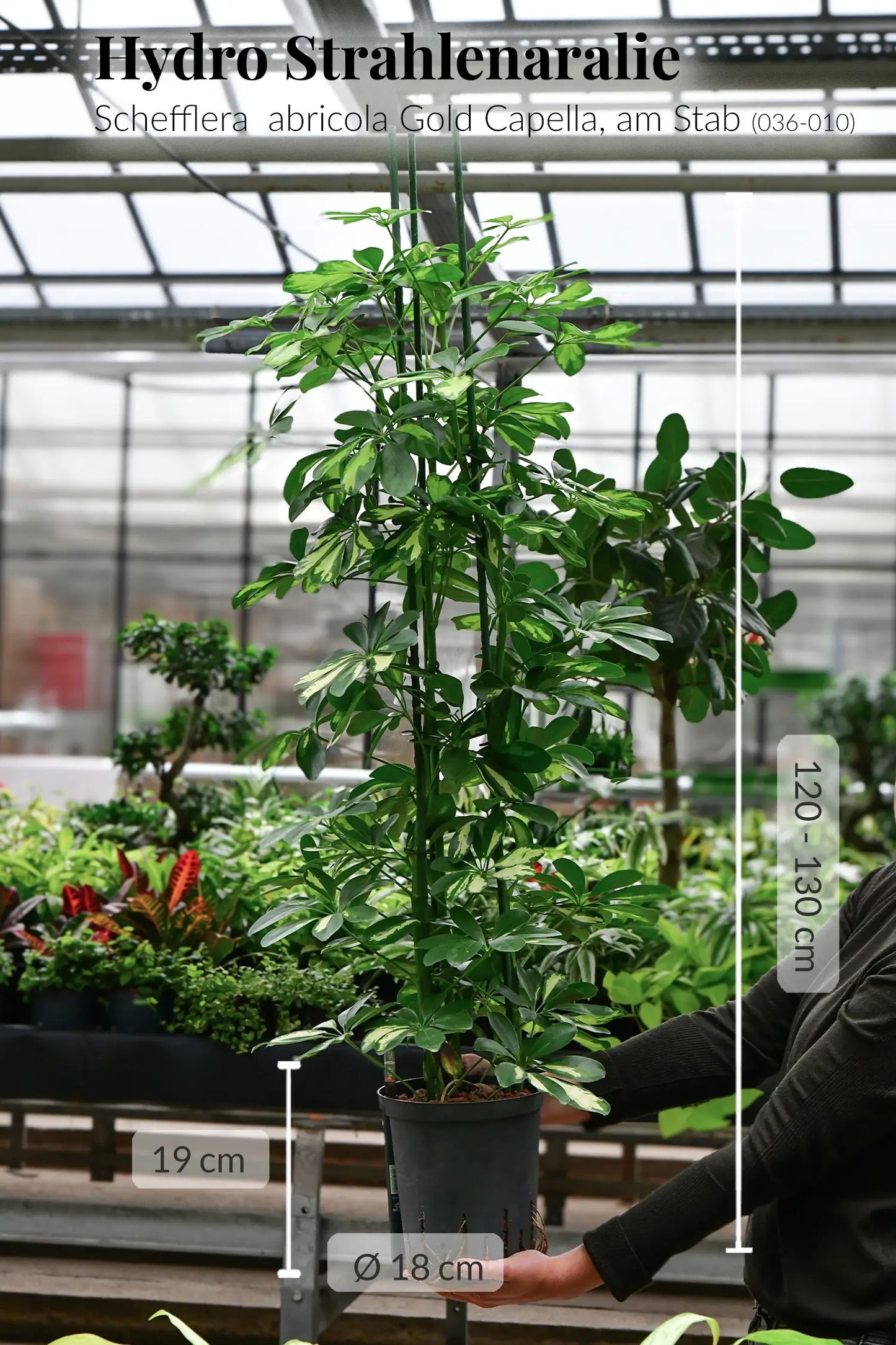 Hydro Strahlenaralie frisch beim Gärtner