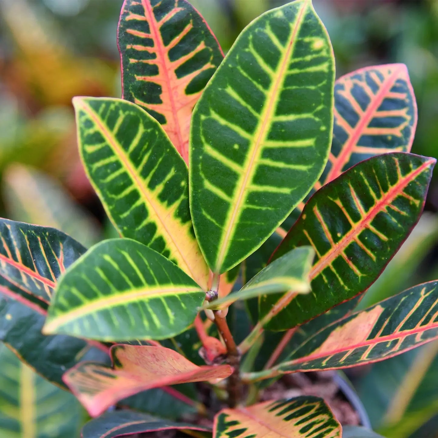 Farbenfrohe Blätter vom Hydro Wunderstrauch in Hydrokultur