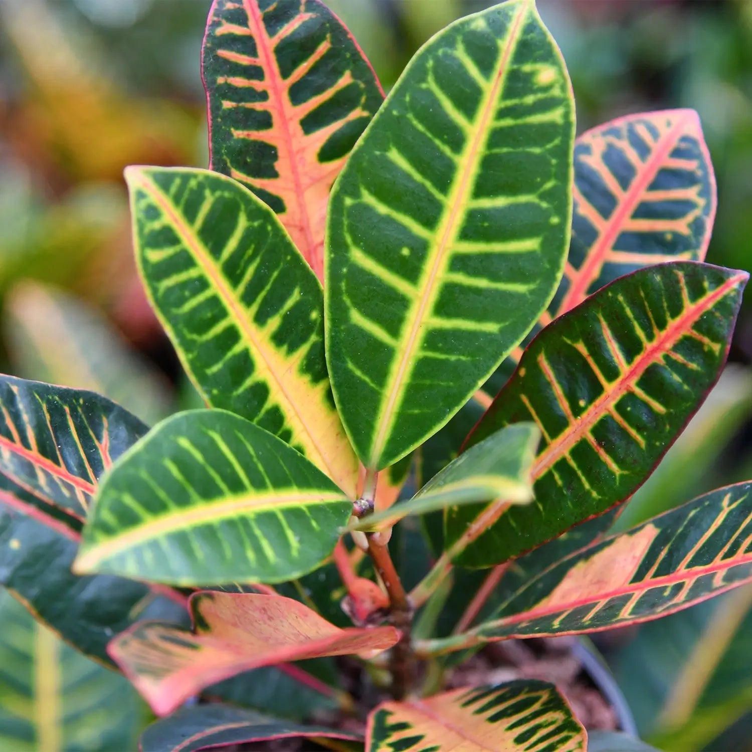 Farbenfrohe Blätter vom Hydro Wunderstrauch in Hydrokultur