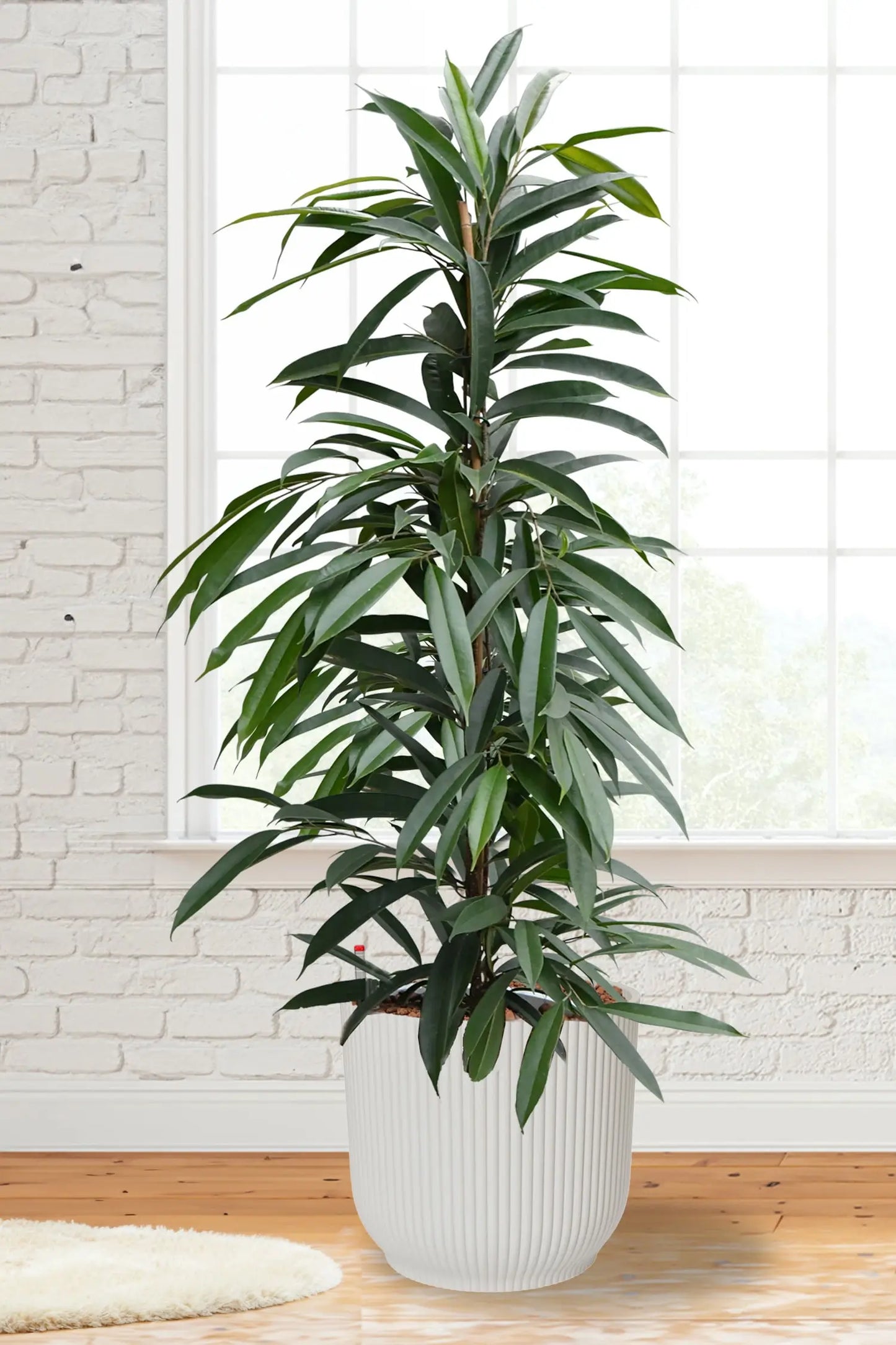 Hydro XXL Ficus Amstel King frisch beim Gärtner kaufen