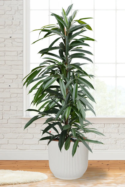 Hydro XXL Ficus Amstel King frisch beim Gärtner kaufen