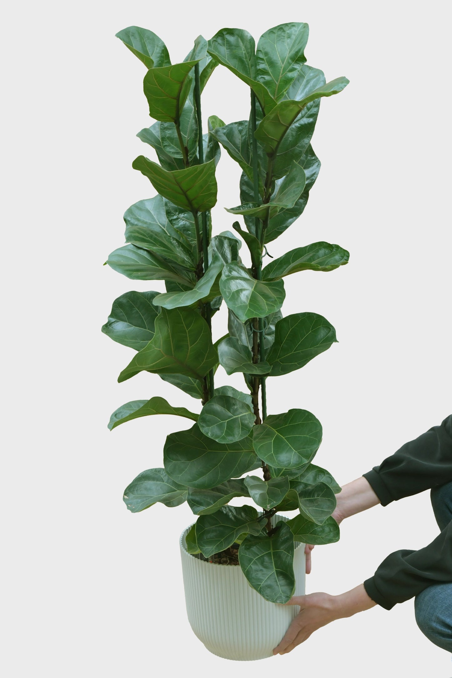 XXL Geigenfeige Bambino in Hydrokultur frisch beim Gärtner bestellen