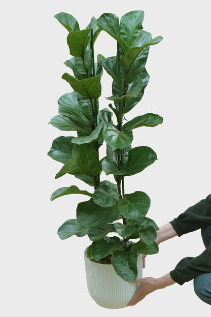 XXL Geigenfeige Bambino in Hydrokultur frisch beim Gärtner bestellen