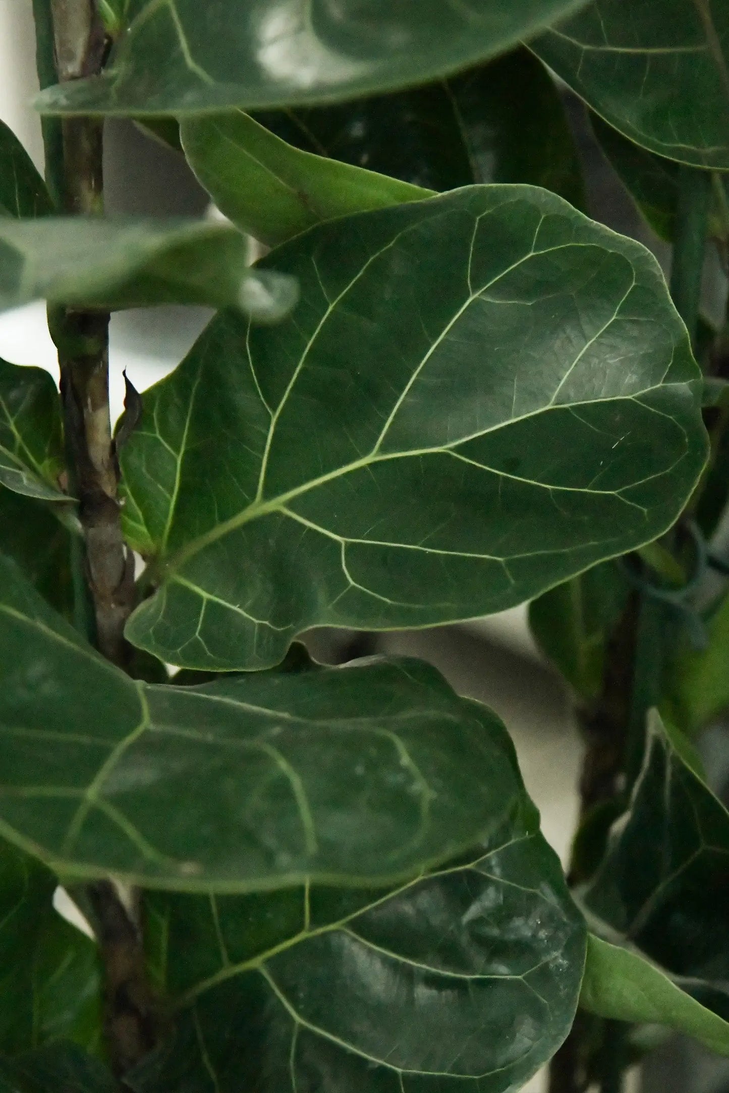 Dunkelgrüne, große Blätter der XXL Geigenfeige Bambino in Hydrokultur