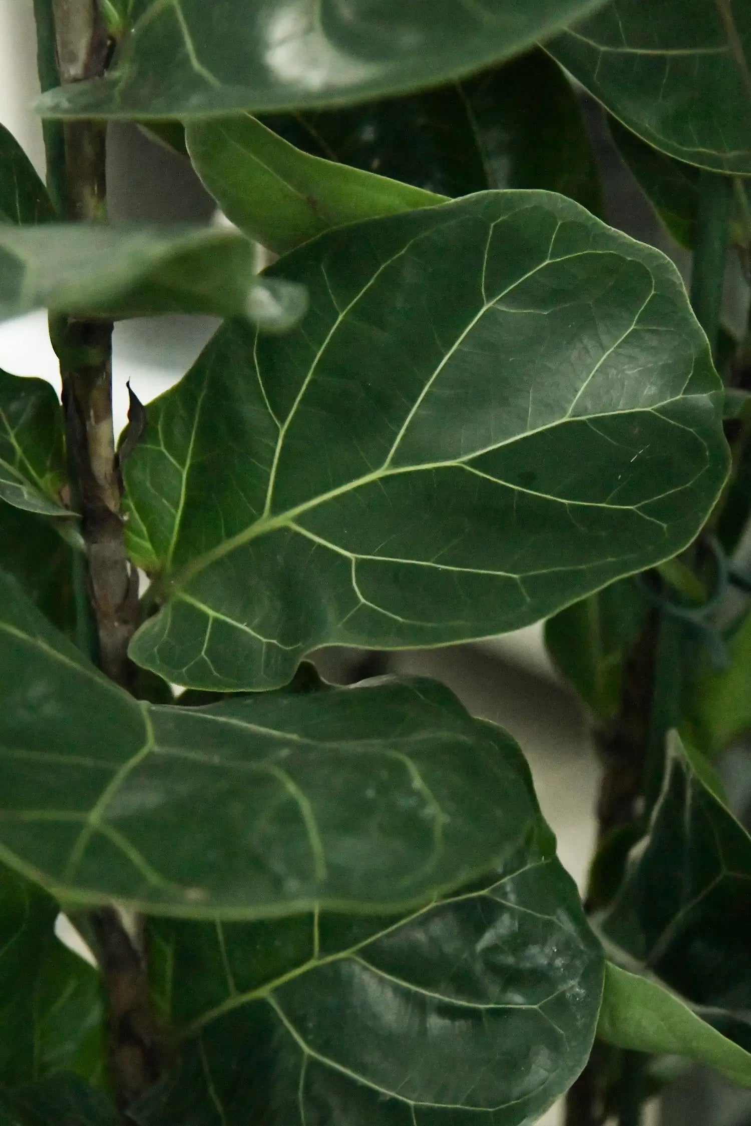 Dunkelgrüne, große Blätter der XXL Geigenfeige Bambino in Hydrokultur