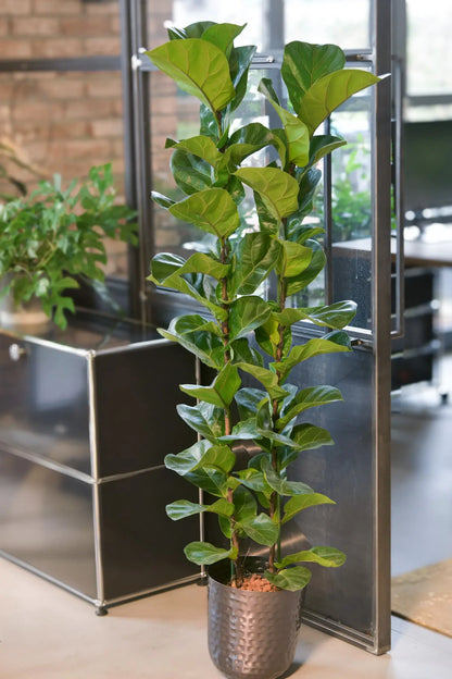 XXL Geigenfeige in MEtalltopf in Büro