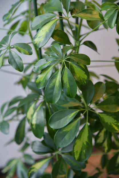 Blätter von XXL Hydropflanze Scheffler Gold Capella