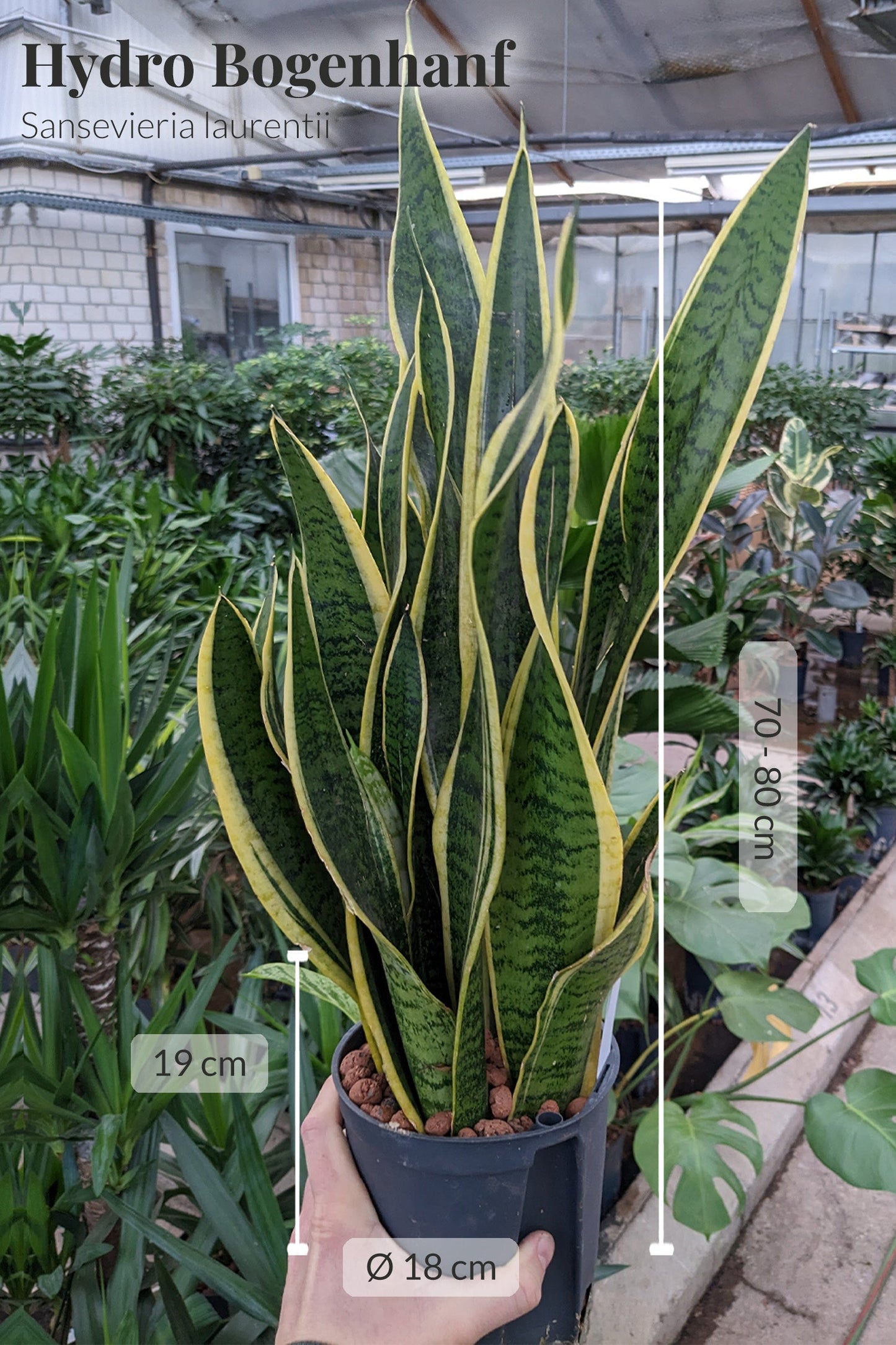 HYDRO SET XL Büropflanze Sansevieria mit hoher Vase in Betonoptik