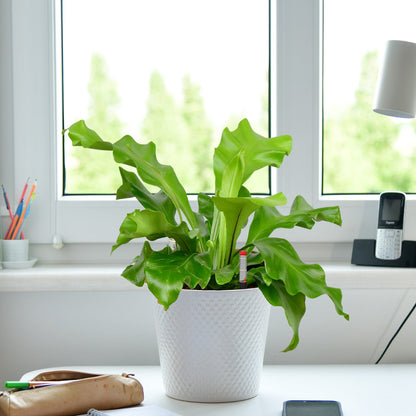 Hydro 3er Pflanzen Set Farn und Efeutute