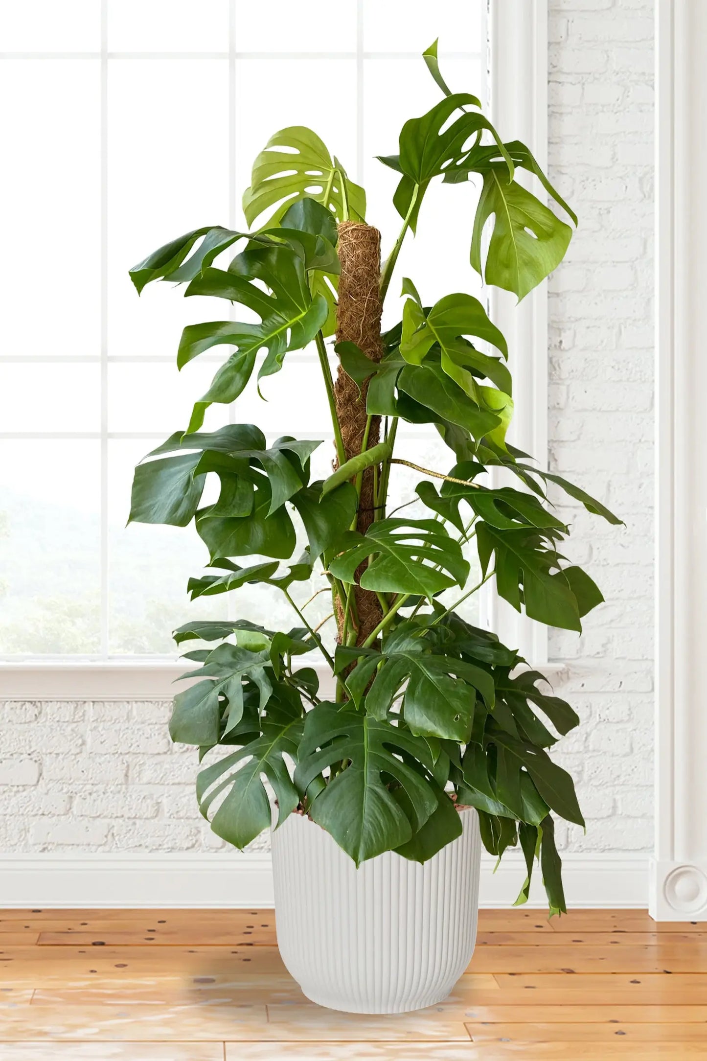 Hydro XXL Monstera am Stab, 120-140cm