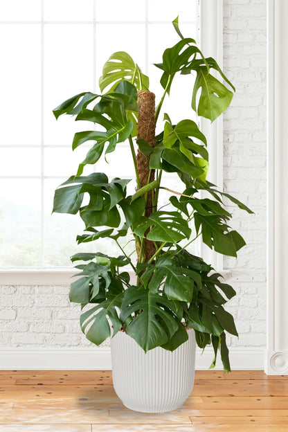Hydro XXL Monstera am Stab, 120-140cm