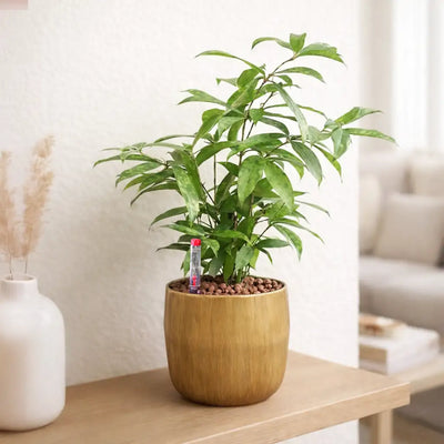 Bambus in pflegeleichter Hydrokultur mit Metalltopf kaufen