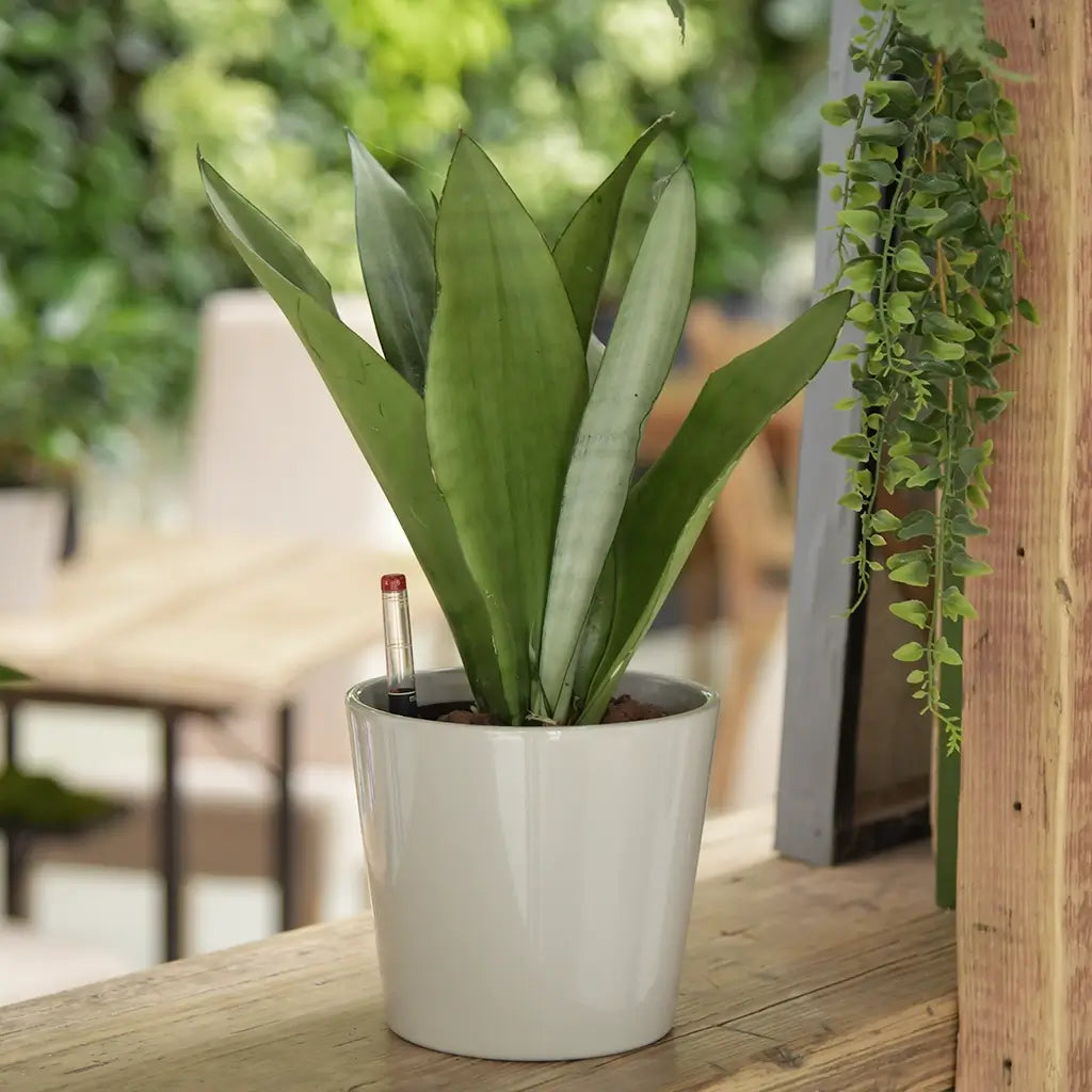 Hydrokultur Bogenhanf auf Holztisch