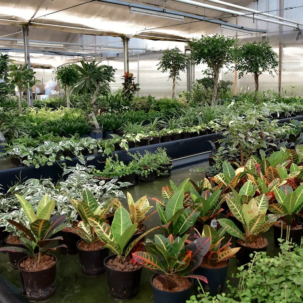 frisch aus der Gärtnerei Hydrokulturpflanzen, Pflanzenauswahl für das Büro, pflegeleicht und luftreinigend, 