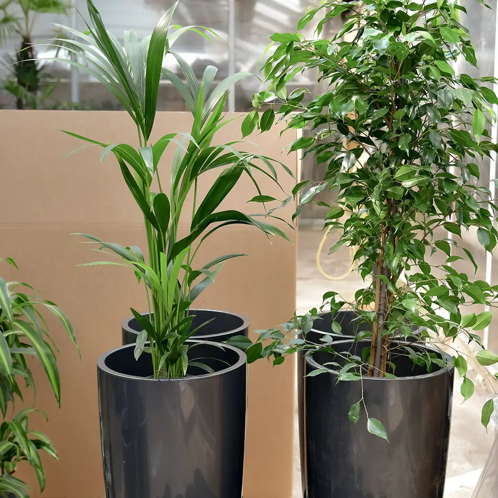 Hydrokulturpflanzen im Topf fertig eingetopft, auf Palette geliefert, für das Büro