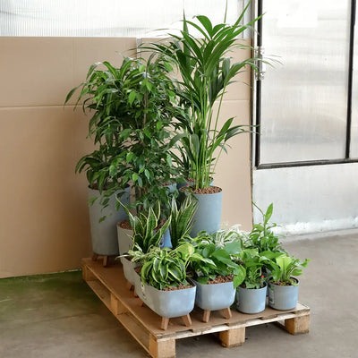 Hydrokultur Pflanzen auf Palette für das Büro, pflanzen ohne Schleppen direkt vor die Haustür