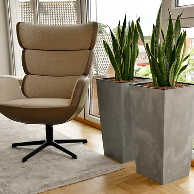 Bogenhanf in Hydrokultur mit Betonoptik Vase im Büro