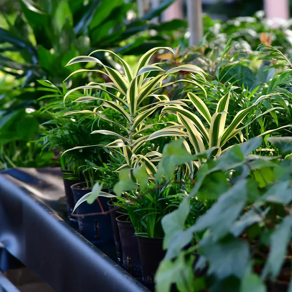 Frische Hydropflanzen direkt vom Gärtner kaufen
