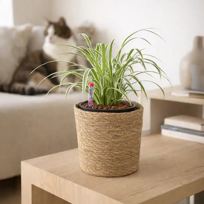 ungiftige Hydrokultur Grünlilie im Seegraskorb mit Katze