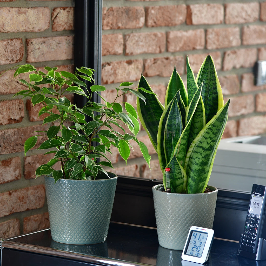 Hydrokultur Pflanzen auf Sideboard neben Thermometer und Telefon