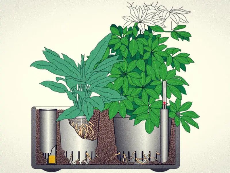 Skizze über das System von Hydrokultur