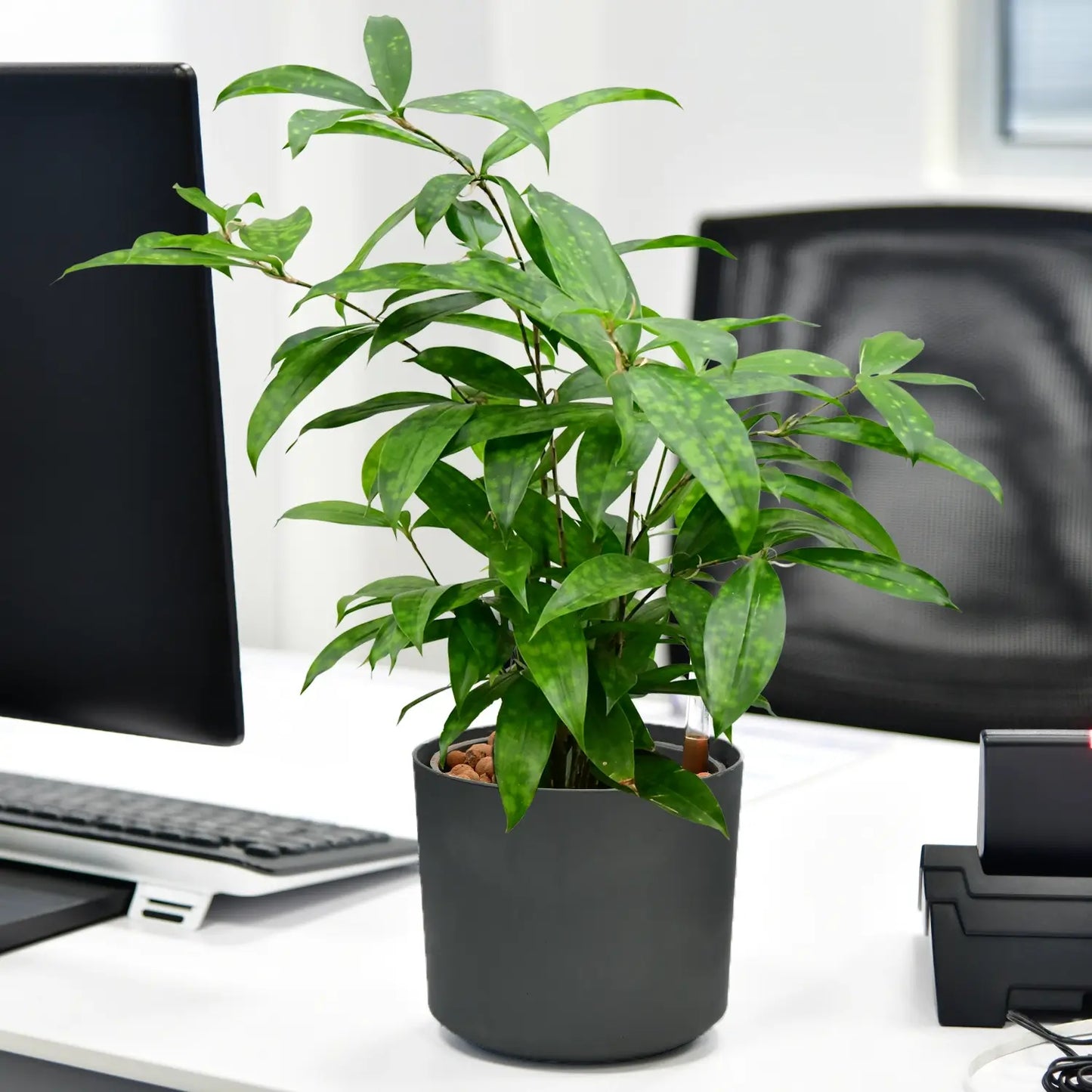 JobPflanze Botanical Bambus