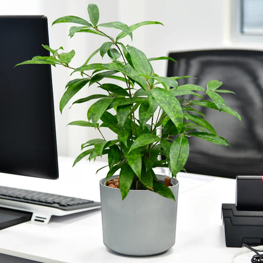 JobPflanze Botanical Bambus