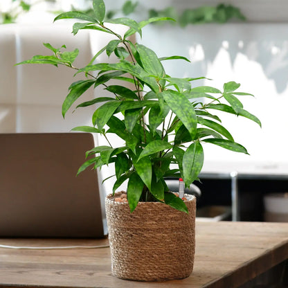 JobPflanze Botanical Bambus