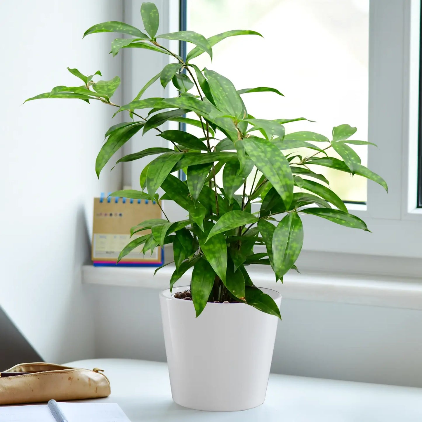 JobPflanze Botanical Bambus