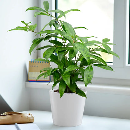 JobPflanze Botanical Bambus