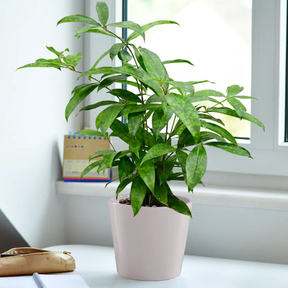 JobPflanze Botanical Bambus