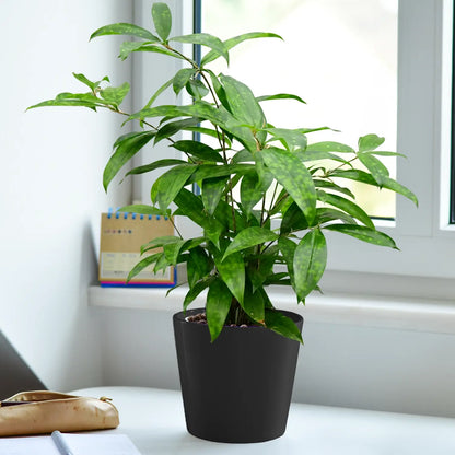 JobPflanze Botanical Bambus