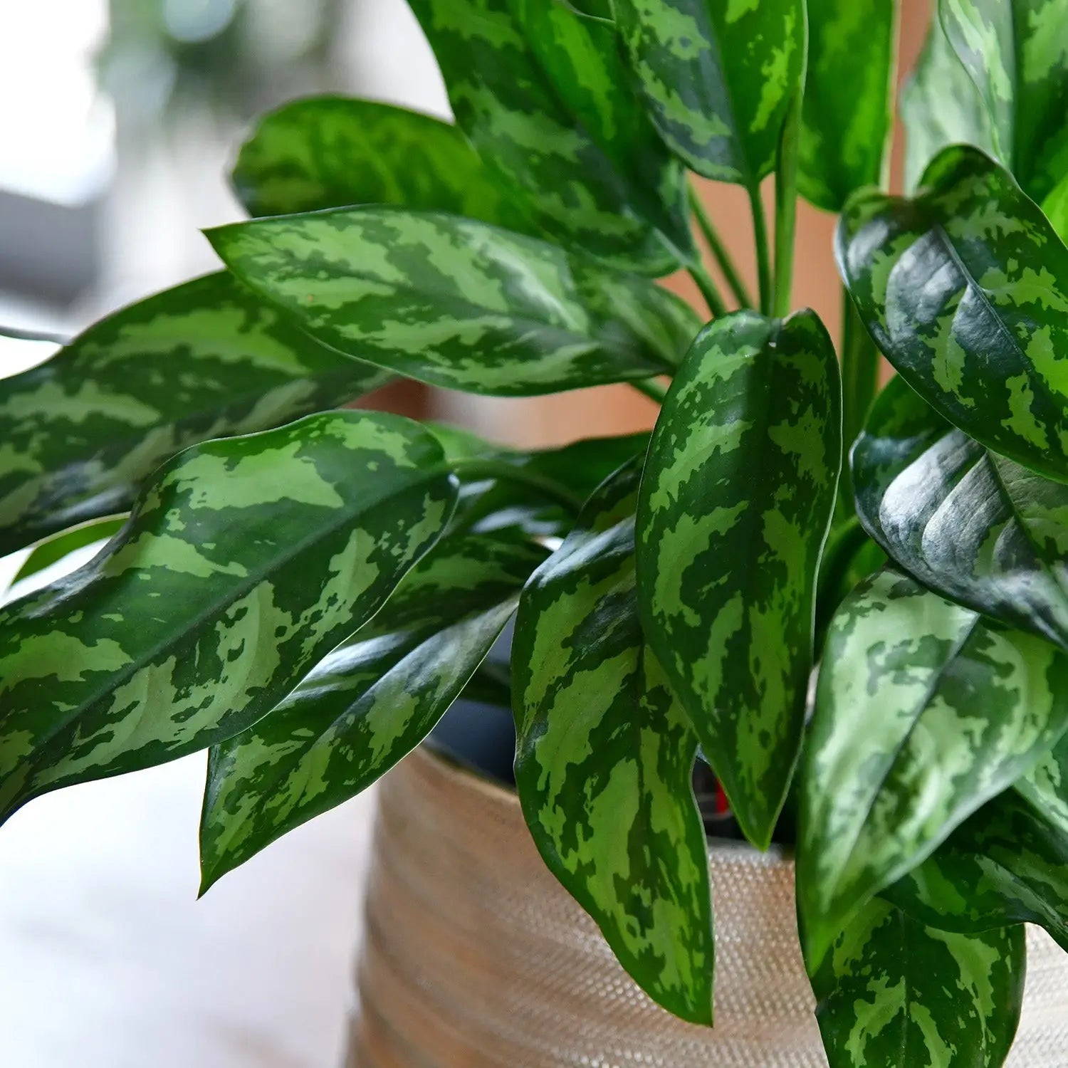 Marmorierte Maria Kolbenfaden in Hydrokultur für Büro oder Schreibtisch Blätter Details