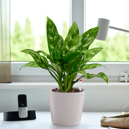 Marmorierte Maria Kolbenfaden in Hydrokultur für Büro oder Schreibtisch in Tara Keramiktopf Warmes Grau