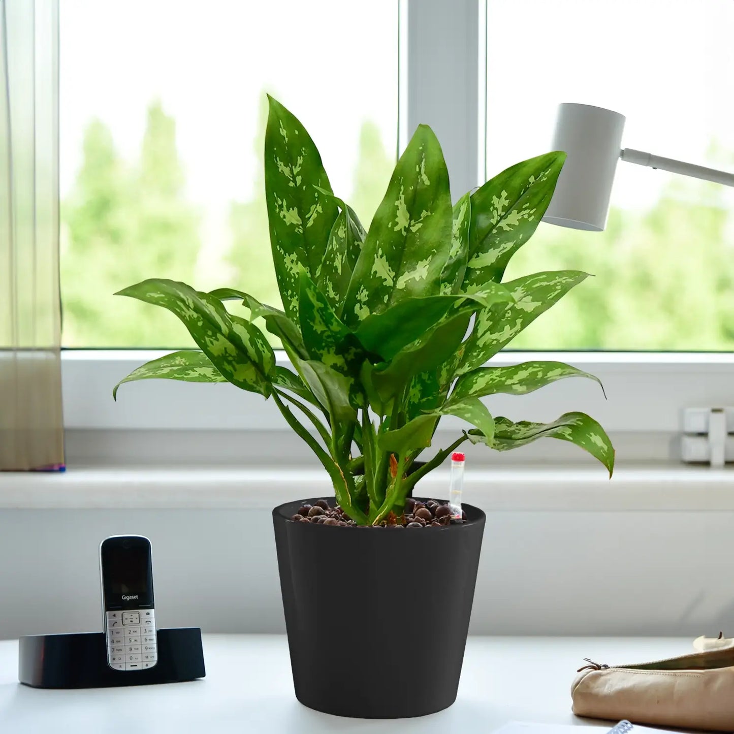 Marmorierte Maria Kolbenfaden in Hydrokultur für Büro oder Schreibtisch in Tara Keramiktopf