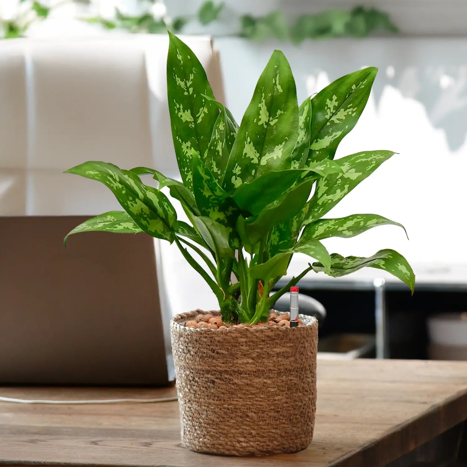 Marmorierte Maria Kolbenfaden in Hydrokultur für Büro oder Schreibtisch in Seegrastopf