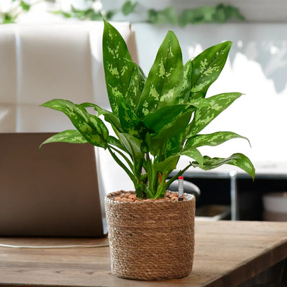 Marmorierte Maria Kolbenfaden in Hydrokultur für Büro oder Schreibtisch in Seegrastopf