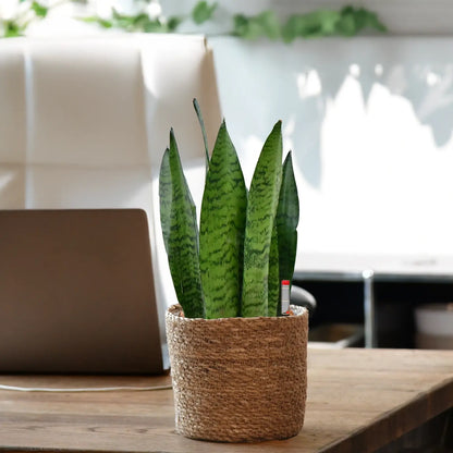 JobPflanze Starke Sansevieria