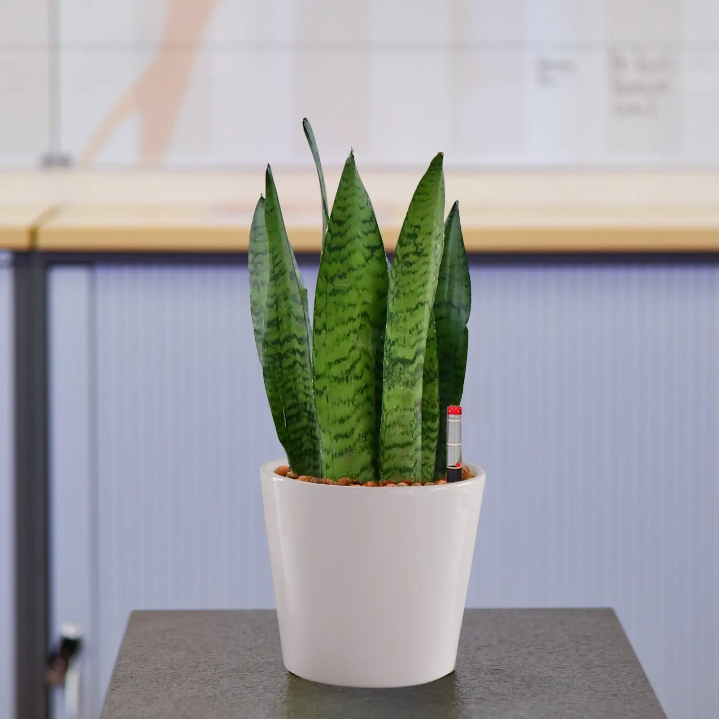 JobPflanze Starke Sansevieria