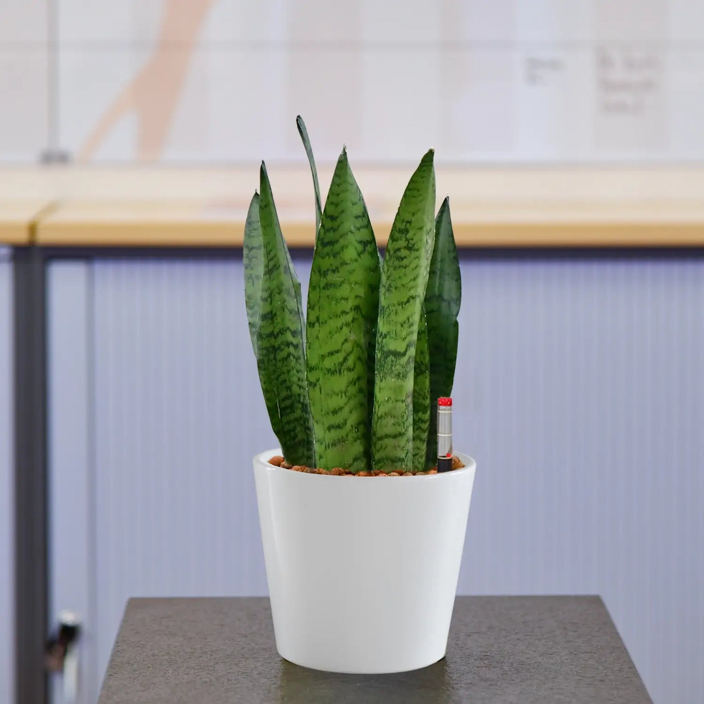 JobPflanze Starke Sansevieria