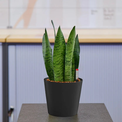 JobPflanze Starke Sansevieria