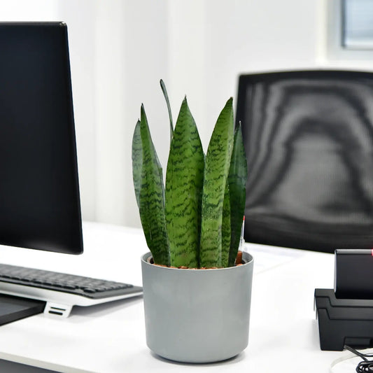 JobPflanze Starke Sansevieria
