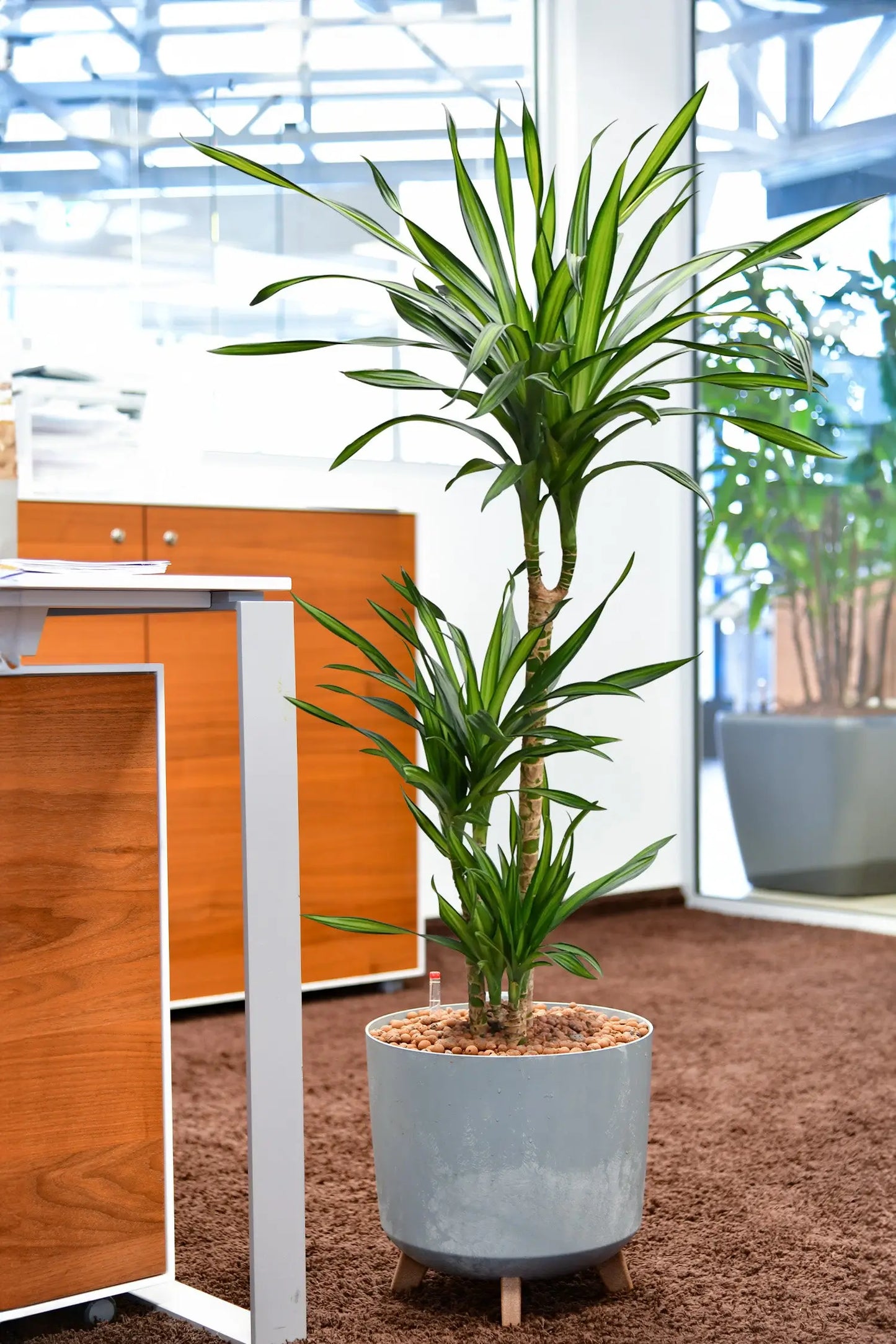 Hydro Kingsize Drachenbaum Rikki 110-120cm