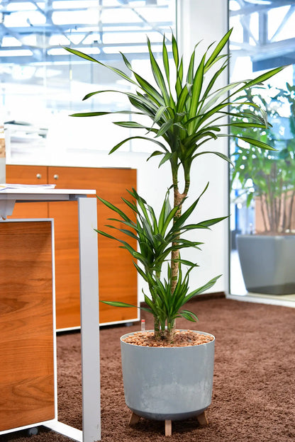 Hydro Kingsize Drachenbaum Rikki 110-120cm